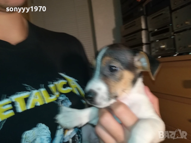 ЖЕНСКО КУТРЕ ДЖАК РЪСЕЛ 1310250645, снимка 10 - Джак ръсел териер - 52032852