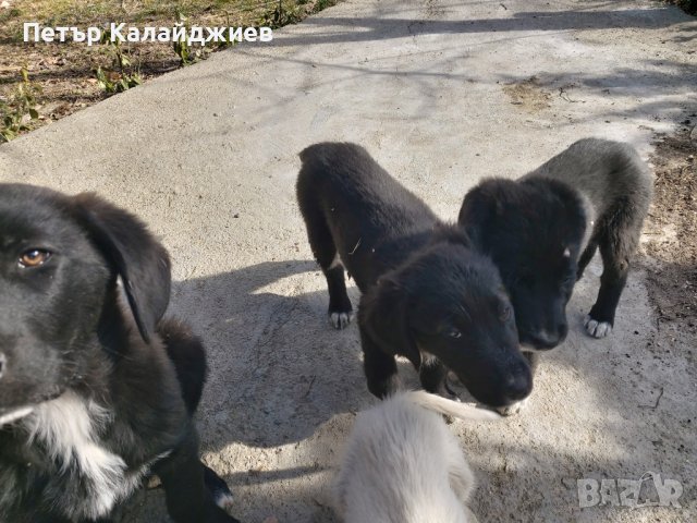 Подарявам малки Кученца. Пловдивско , снимка 2 - Бо - 44168338