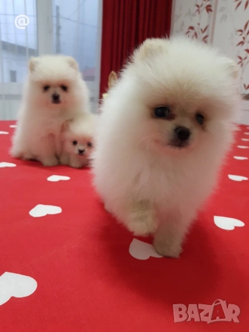 Померан померанчета свободни Гр. София, снимка 2 - Померан - 54000215