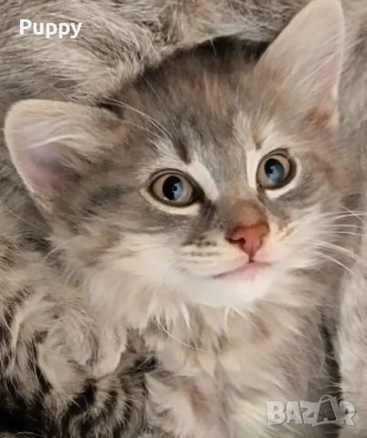 Сибирски горско хипоалергенни , снимка 6 - Сибирски - 51941539