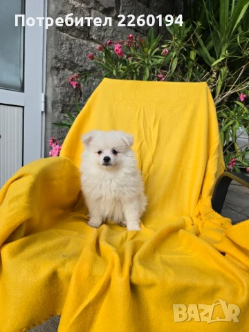 Померан Померанче, снимка 1