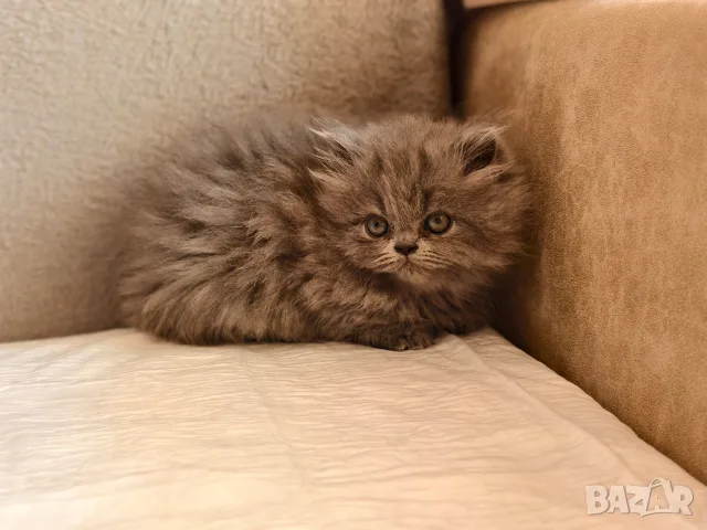 Персийски котенца, снимка 8 - Персийска - 56360279