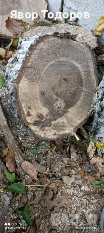 Орехов материал , снимка 6 - Дърводелски услуги - 52122704