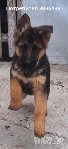 Чистокръвни немски овчарки