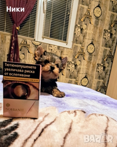 Мини йоркширски териерчета 