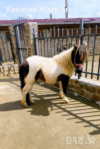Шотландско пони, снимка 2 - Други животни - 54039704