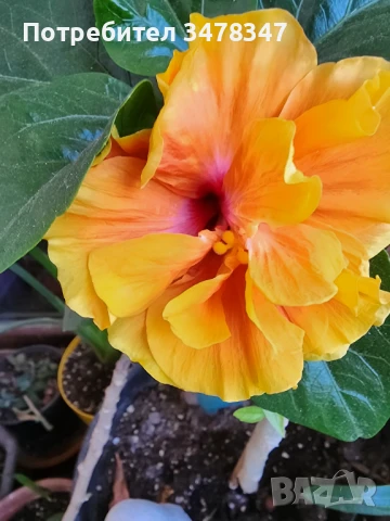 Стаен хибискус