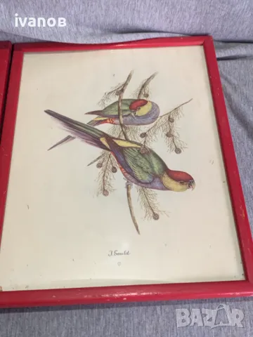 три  Цветни литографии Папагали   Печат , снимка 5 - Картини - 49608857