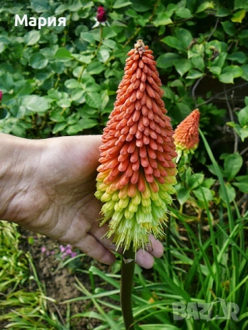 Книфофия, снимка 2 - Градински цветя и растения - 52090352