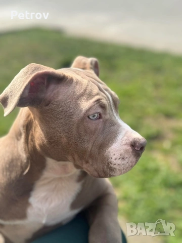 Американско були , снимка 7 - Питбул - 53690899