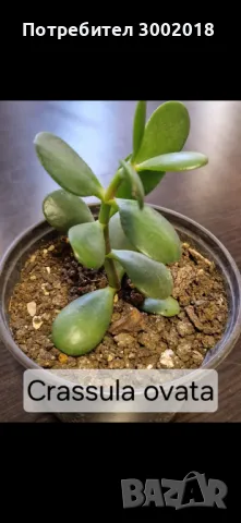 Дървото на живота и кактуси , снимка 2 - Стайни растения - 48831429