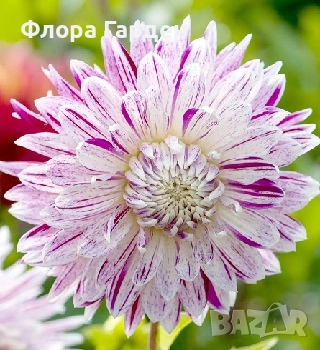 ДАЛИЯ - Глудки, снимка 14 - Сортови семена и луковици - 44793217