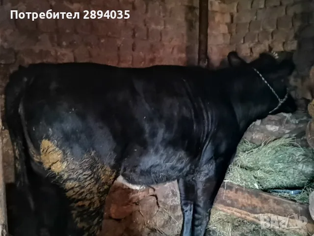 женско теле 11 месеца , снимка 4 - Крави - 55881544