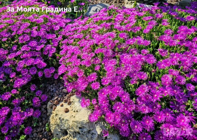 Делосперма - Почвопокривна и Каскадна 