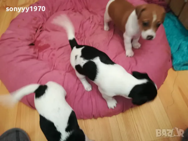 ДЖАК РЪСЕЛ-БЕБЕНЦА НА 40 ДЕНА 250ЛВ ЗА ЕДНО 3101251807, снимка 17 - Джак ръсел териер - 48909983