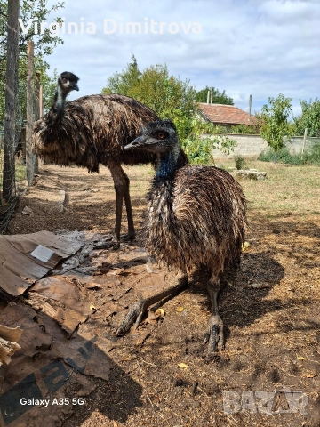 Оплодени яйца от Ему , снимка 3 - други­ - 52663660