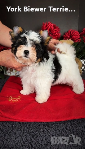 Йоркширски Териер! Сладур с родословие за семейство с деца! Доставка 
