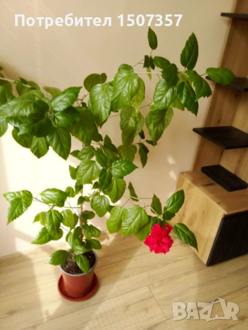 Китайска роза - червени цветове / хибискус / каркаде, снимка 2 - Стайни растения - 54202706