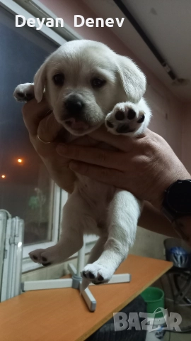 лабрадор реитривър , снимка 5 - Лабрадор ретривър - 52878460