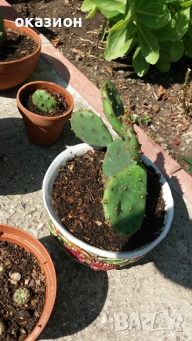 кактуси.алое,дебелец цена за всички, снимка 6 - Градински цветя и растения - 51708237