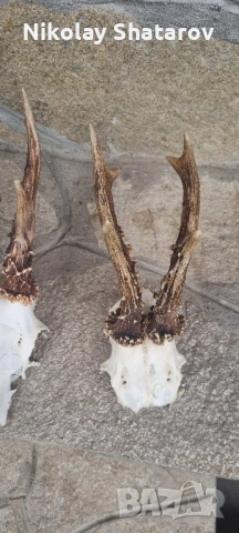 Трофеи от съръндак , снимка 5 - Декорация за дома - 51708253