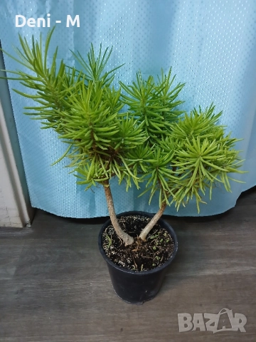 Senecio barbertonikus 60см.
