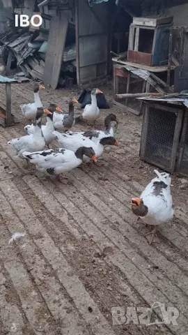 гъски   и   пуйки