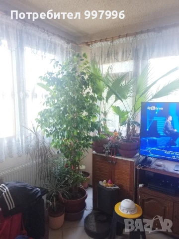 Бенджамин- 2м, снимка 5 - Стайни растения - 50990298