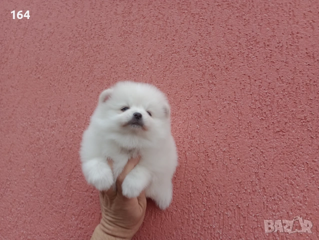 Померани. Реални снимки от 06.01.26 г. , снимка 2 - Померан - 52932942