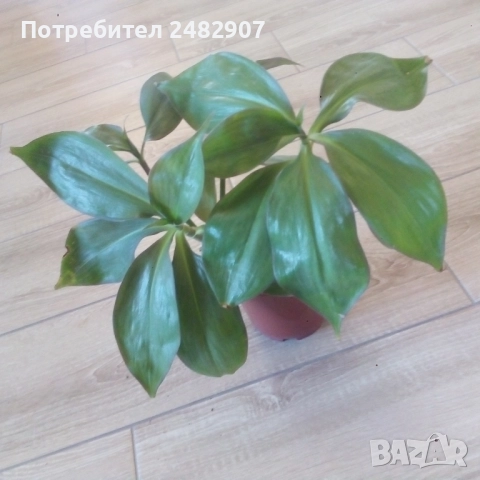 Красиво стайно растение