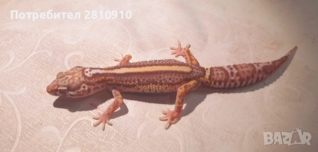 леопардови гекони' 24, снимка 3 - Гекон - 52692861
