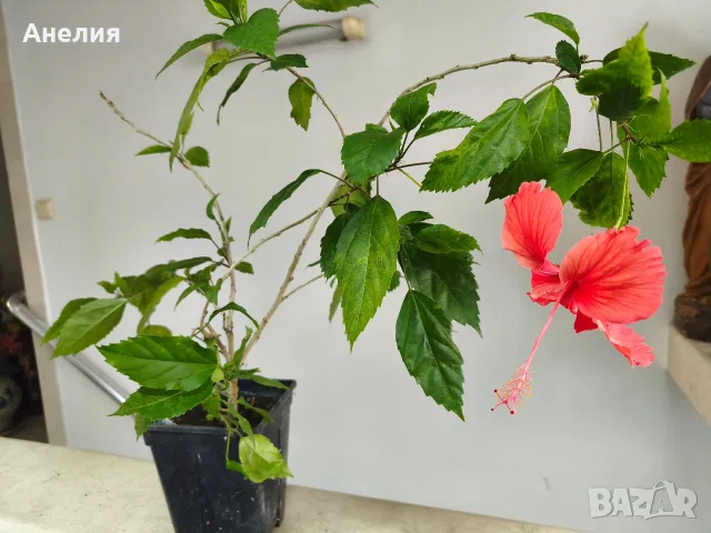 Хибискус 2 годишен 