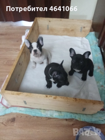 кученца , снимка 3 - Други - 52527215