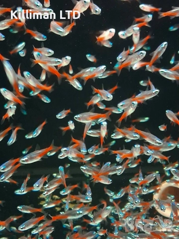 Диамантен неон, 20+ Х 0.75 лв