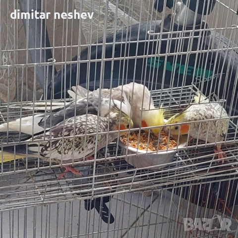 Продавам Ято Корели и Какарики , снимка 4 - Папагали - 52049235