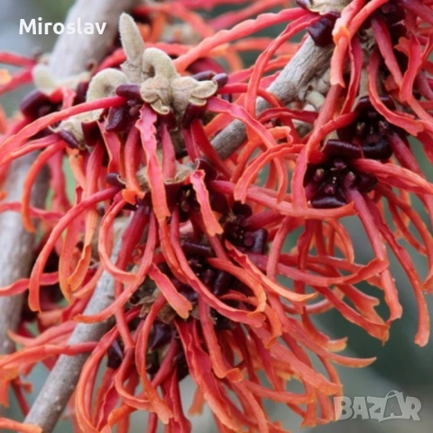 Вещерско дърво-(Магически лешник ), снимка 3 - Градински цветя и растения - 54305629