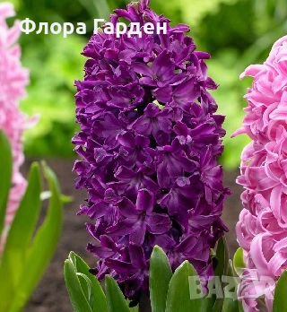 Луковици ЗЮМБЮЛИ, снимка 10 - Градински цветя и растения - 51033126