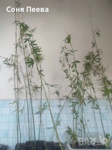 Пасифлора в контейнер, снимка 6 - Градински цветя и растения - 51752208