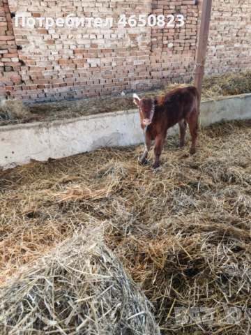Продавам крави и телета, снимка 4 - За селскостопански - 52412159