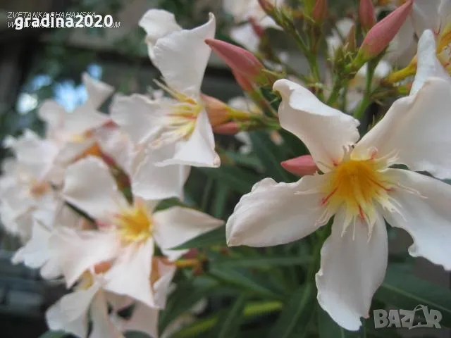 Олеандър - Зокум Налични 5 вида , снимка 6 - Разсади - 45967688