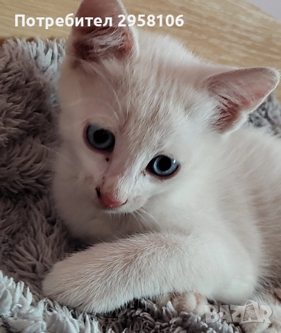коте, бяло, сини очи, 5 мес., снимка 9 - Британска късокосместа - 52889766