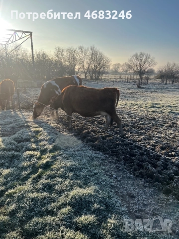 Крави, снимка 4 - Крави - 52798923
