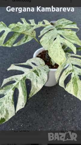 Epipremnum hanoman sp. Bali