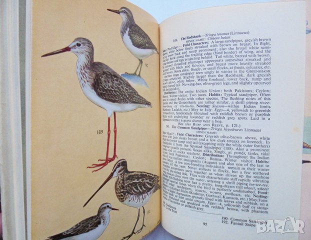 Книга The Book of Indian Birds - Salim Ali 1964 г. Птици, снимка 3 - Други - 34377952
