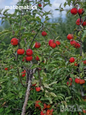 Продавам био ябълки без химия!, снимка 4 - Домашни продукти - 56436606
