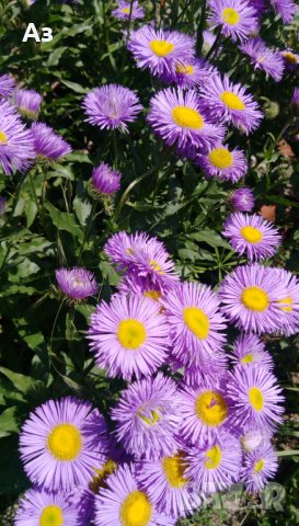 Продавам семена  на градинска синя Маргарита (реколта 2025 г), снимка 11 - Разсади - 37323278