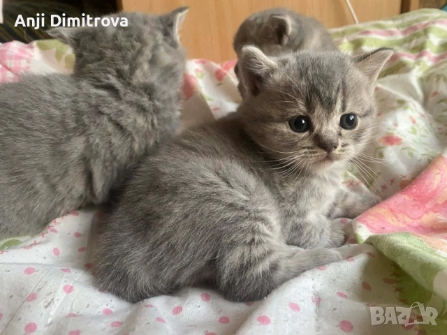 Британска късокосместа., снимка 2 - Британска късокосместа - 52314419