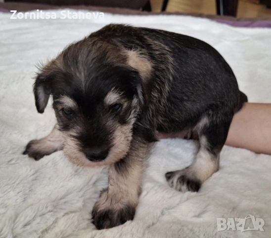 Мини (цверг) шнауцери, снимка 2 - Други - 54016098