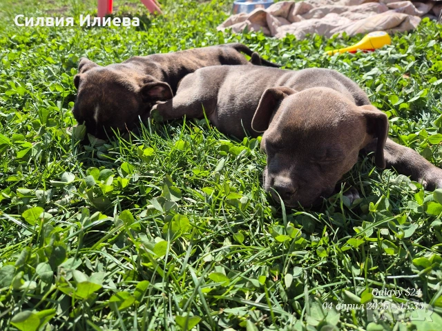 Малки бебета питбули , снимка 8 - Питбул - 54090036