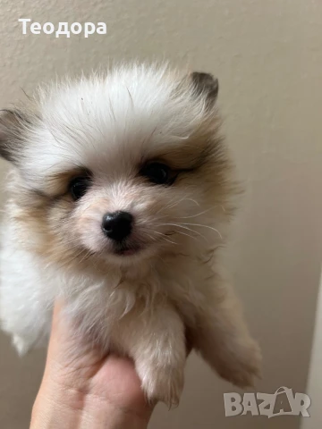 Мини померан кучета, снимка 1